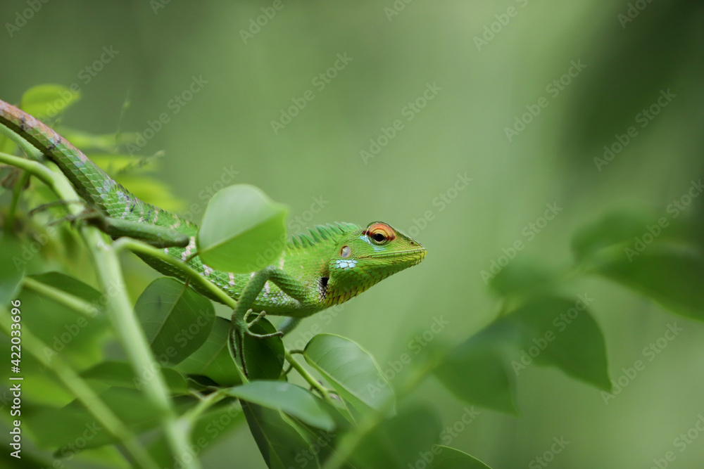 green sri Lankan lizard top of a tree