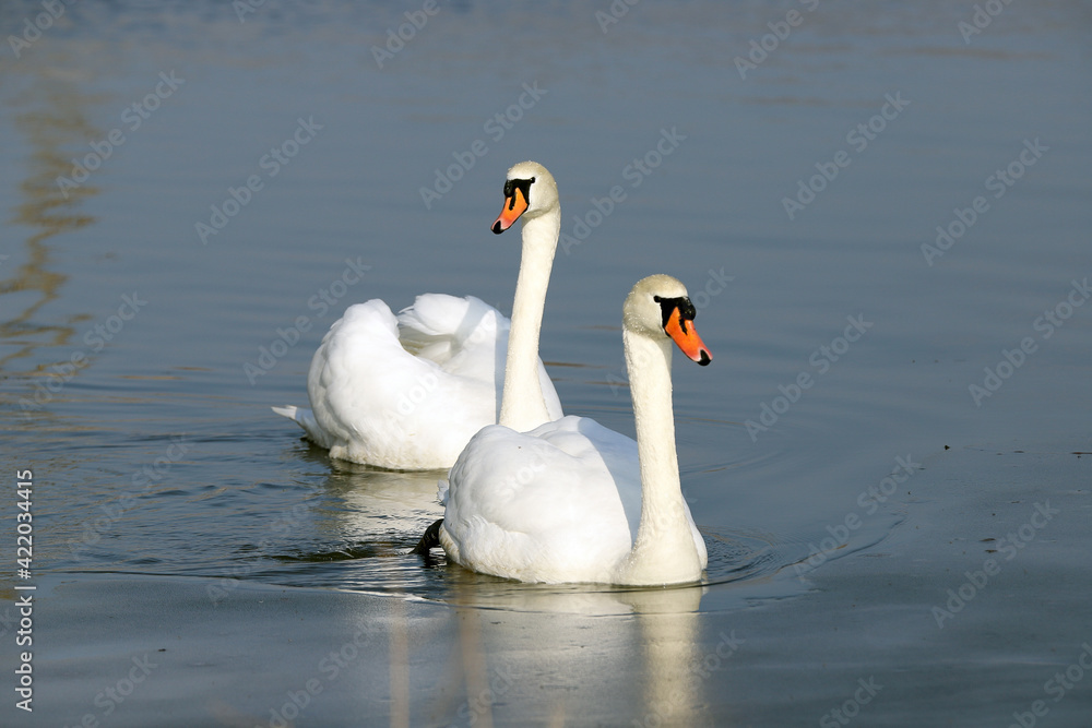 WROCLAW, POLAND - FEBRUARY 22, 2021: Two Mute Swans on a frozen lake. The Milicz Ponds (Polish: Stawy Milickie). Nature Reserve in Barycz Valley Landscape Park, Poland, Europe. - obrazy, fototapety, plakaty 