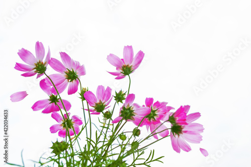 Wallpaper Mural Bright colorful cosmos flowers Torontodigital.ca