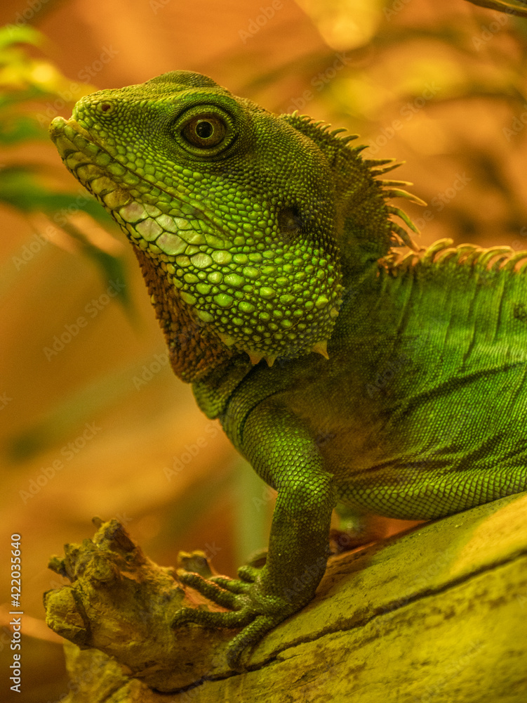 Obraz premium green lizard