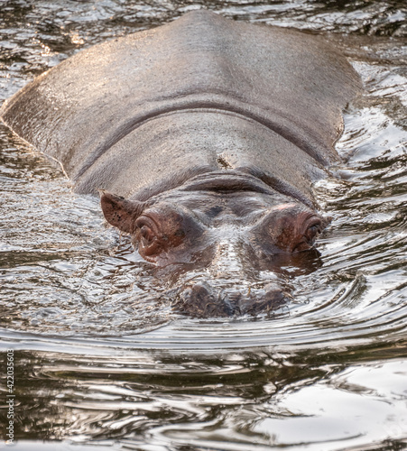 hidding hippo 