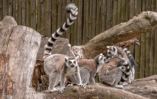 lemurs gang