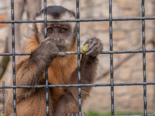 imprisoned monkey at zoo