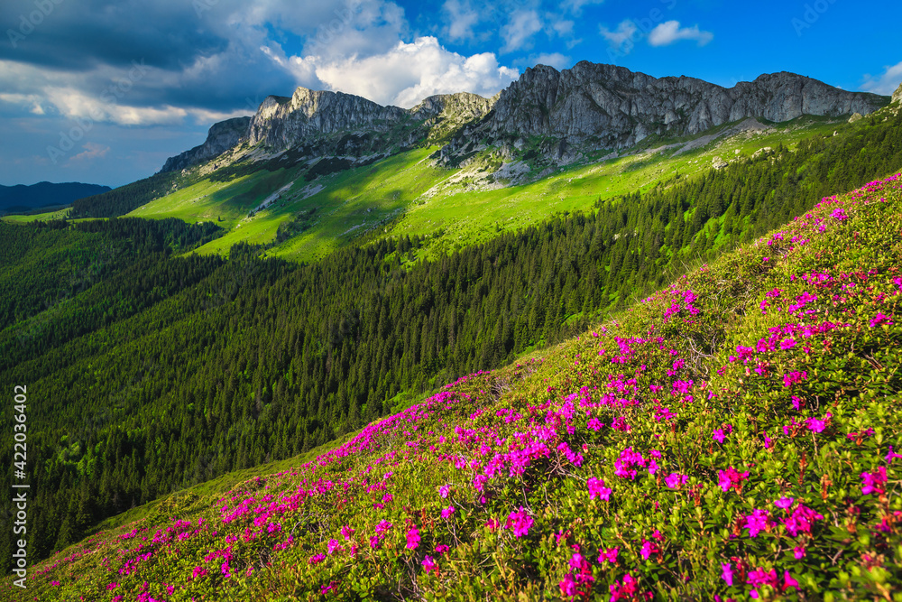 Spectacular pink rhododendron flowers on the slopes, Bucegi mountains, Romania