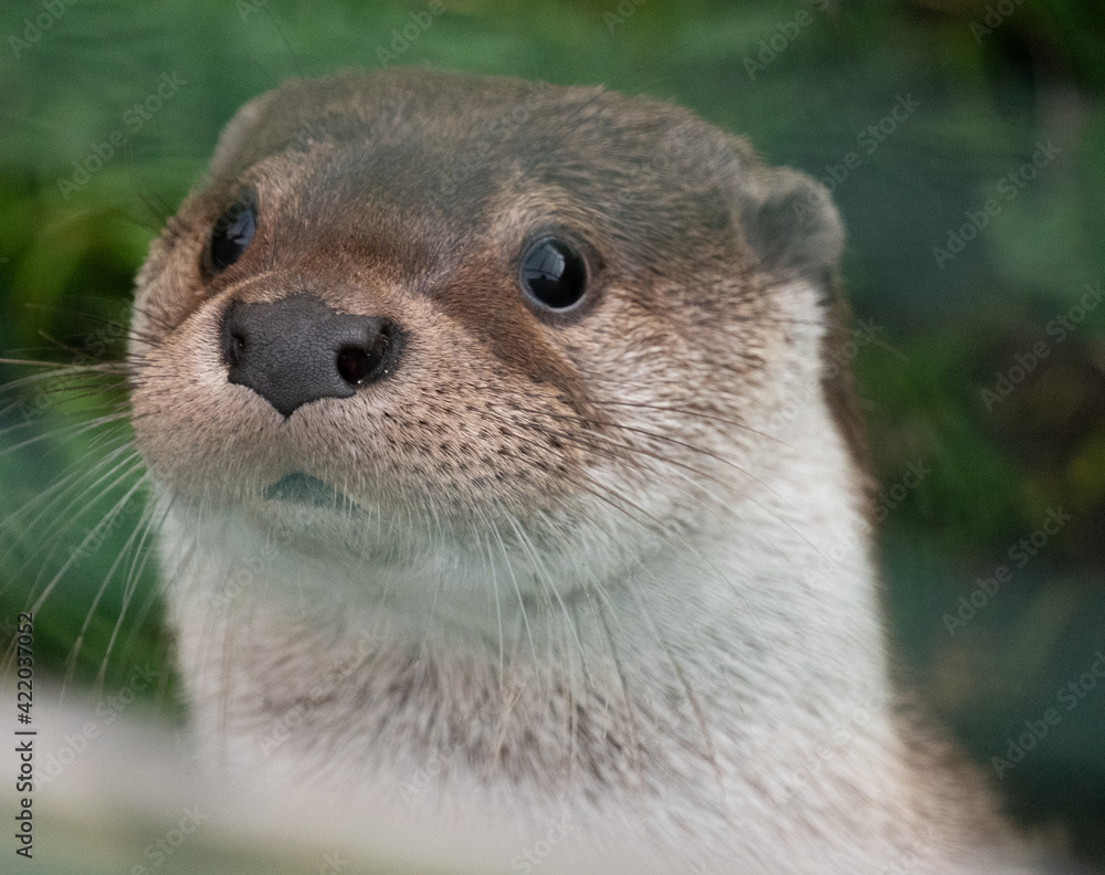 Fototapeta premium zaciekawiona łasica