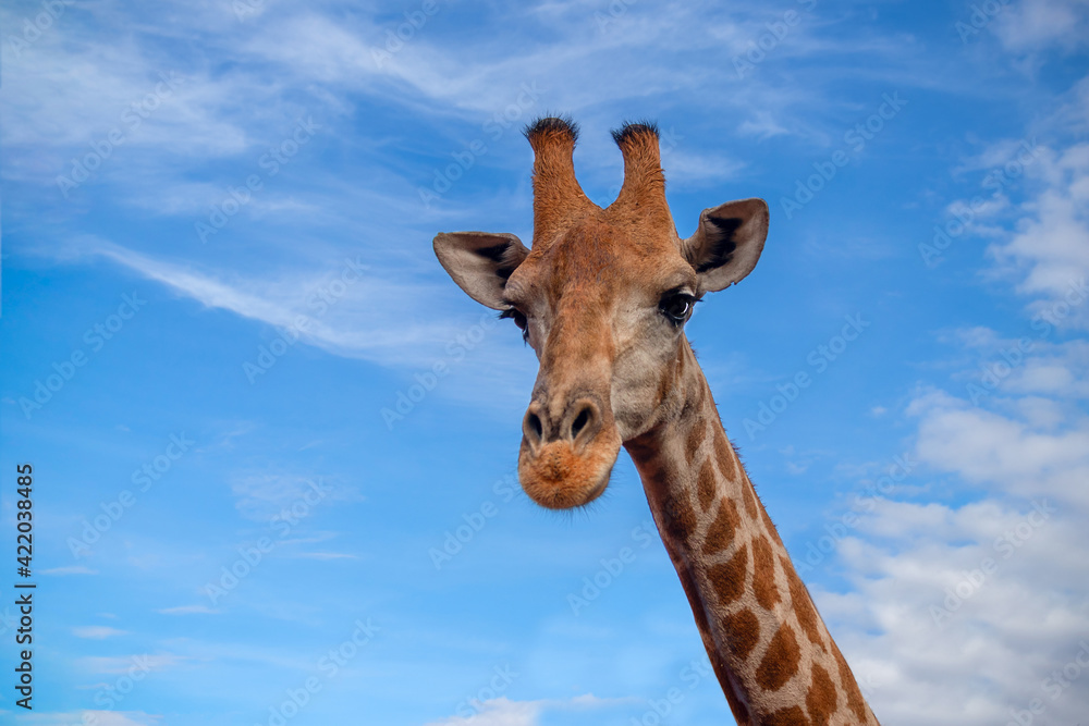 Wild african life. A large common South African giraffe on the summer blue sky.