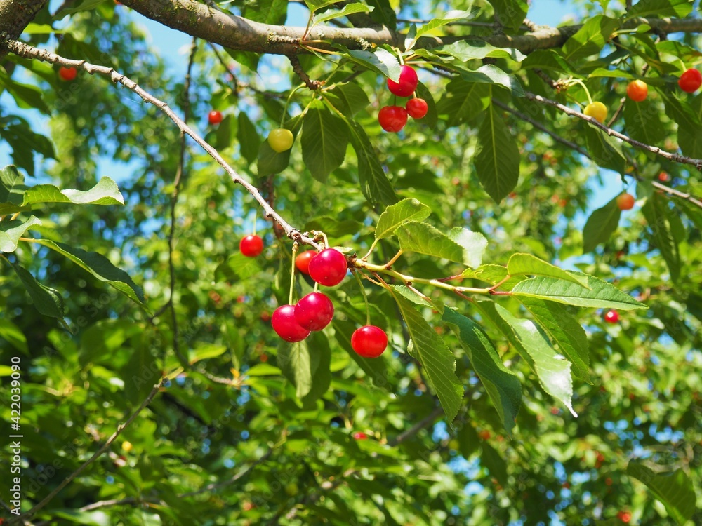 ripe red cherries on a cherry tree in summer in Hungary ripe red cherries on a cherry tree in summer in Hungary