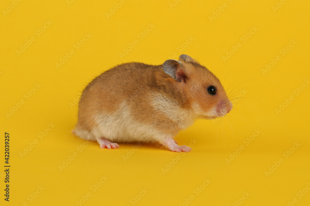 Cute little fluffy hamster on yellow background