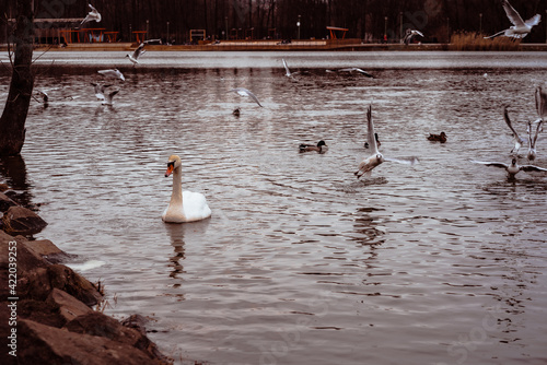 Fototapeta Naklejka Na Ścianę i Meble -  Its majesty swan in the crowd of screaming seagulls
