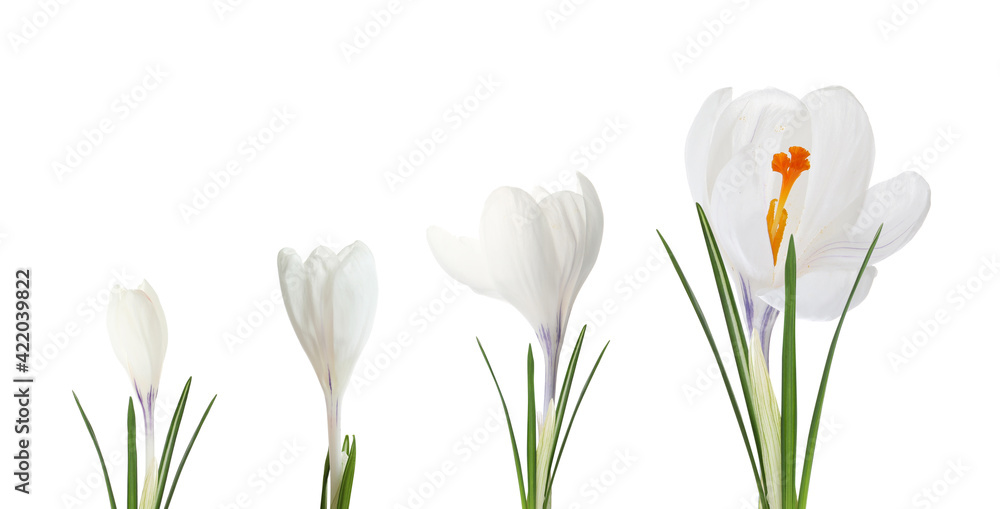 Beautiful spring crocus flowers on white background, banner design. Stages of growth Beautiful spring crocus flowers on white background, banner design. Stages of growth