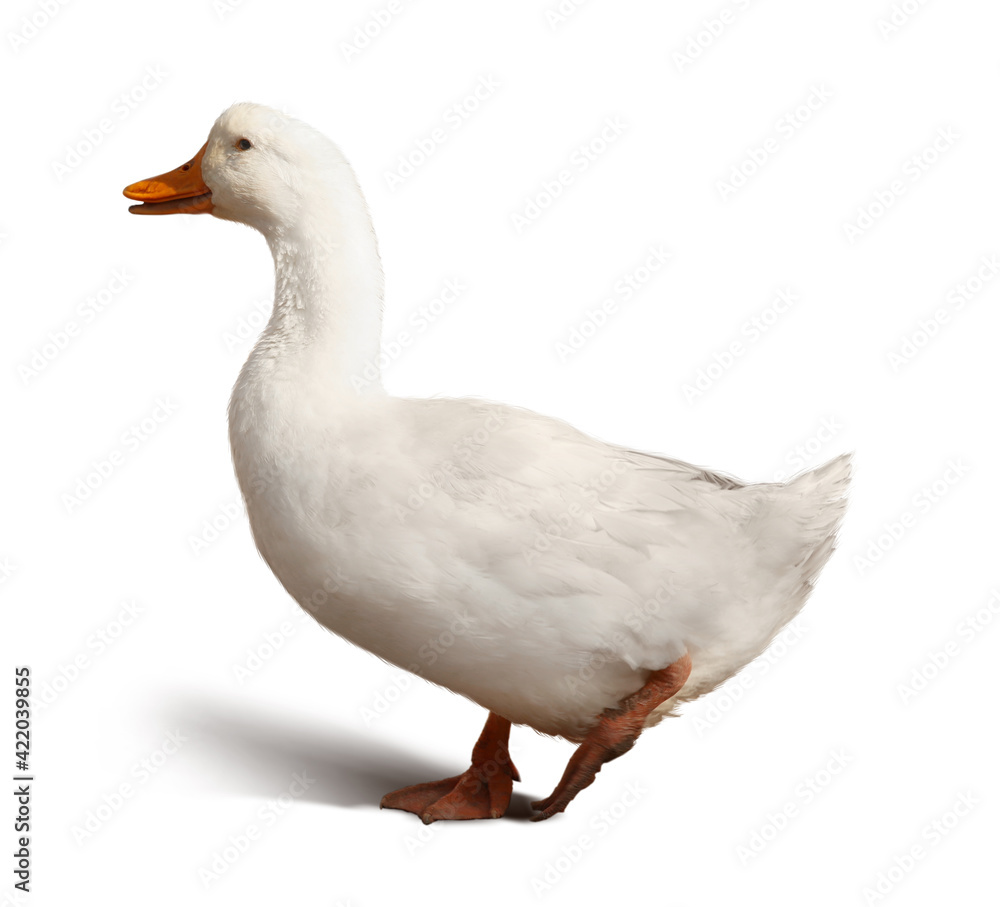 Domestic duck isolated on white. Farm animal Domestic duck isolated on white. Farm animal