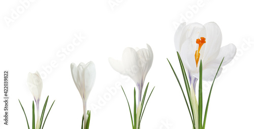 Beautiful spring crocus flowers on white background, banner design. Stages of growth