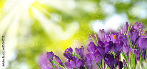 Beautiful spring crocus flowers outdoors on sunny day. Banner design