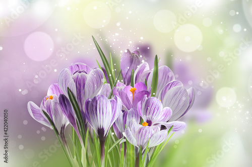 Beautiful spring crocus flowers on color background. Bokeh effect