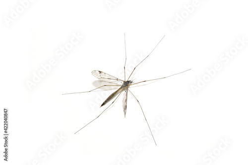 Tipula cranefly daddy longleg isolated on white background