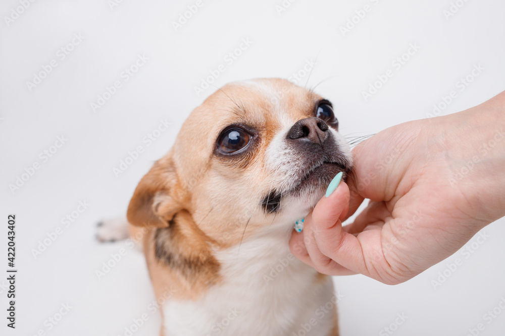 Portraite of cute puppy chihuahua on white background. Woman stroking little smiling dog.
