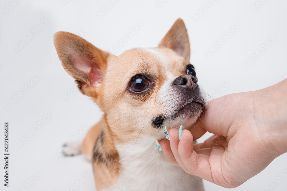 Portraite of cute puppy chihuahua on white background. Woman stroking little smiling dog. Portraite of cute puppy chihuahua on white background. Woman stroking little smiling dog.
