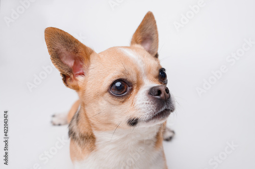 Portraite of cute puppy chihuahua on white background. Little smiling dog. © KDdesignphoto