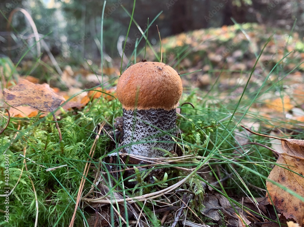 orange cap boletus orange cap boletus