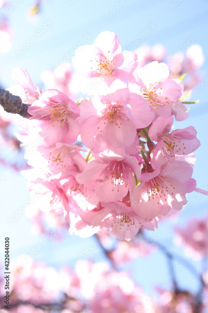 桜 サクラ さくら 満開 春 ピンク 美しい 花見 淡い かわいい 新生活 入学 卒業 