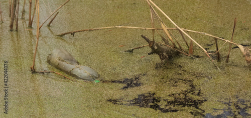 Pet bottle in a water photo