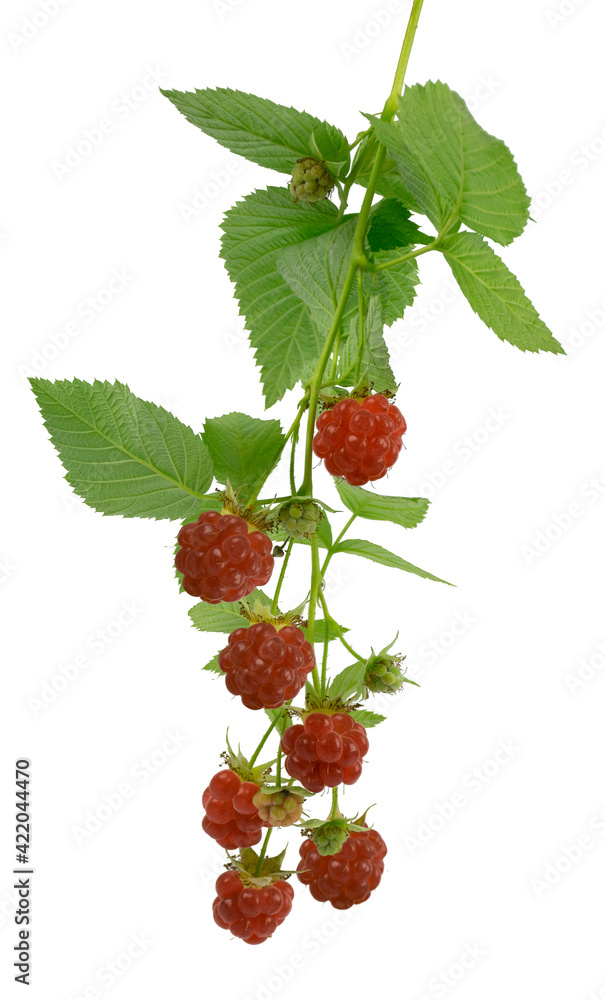 Raspberry branch with ripe red berries and leaves. Isolated. Close-up. Vitamins. Antiviral treatment. Raspberry branch with ripe red berries and leaves. Isolated. Close-up. Vitamins. Antiviral treatment.