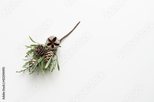 pine branch on white background photo