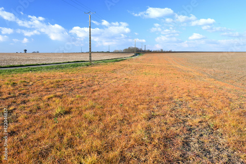 Champ orange après application de désherbant glyphosate photo