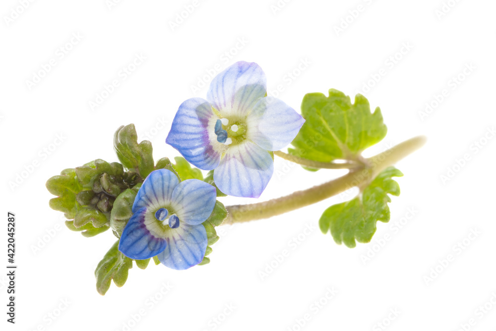 Fototapeta premium little blue flowers isolated