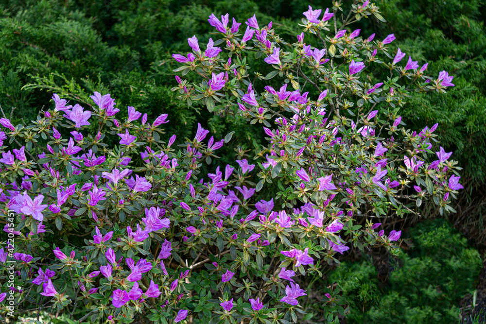 Beautiful azalea bush with purple flowers in the garden. Beautiful azalea bush with purple flowers in the garden.