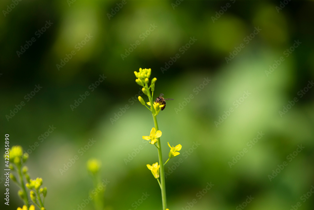 yellow flowers in the garden yellow flowers in the garden