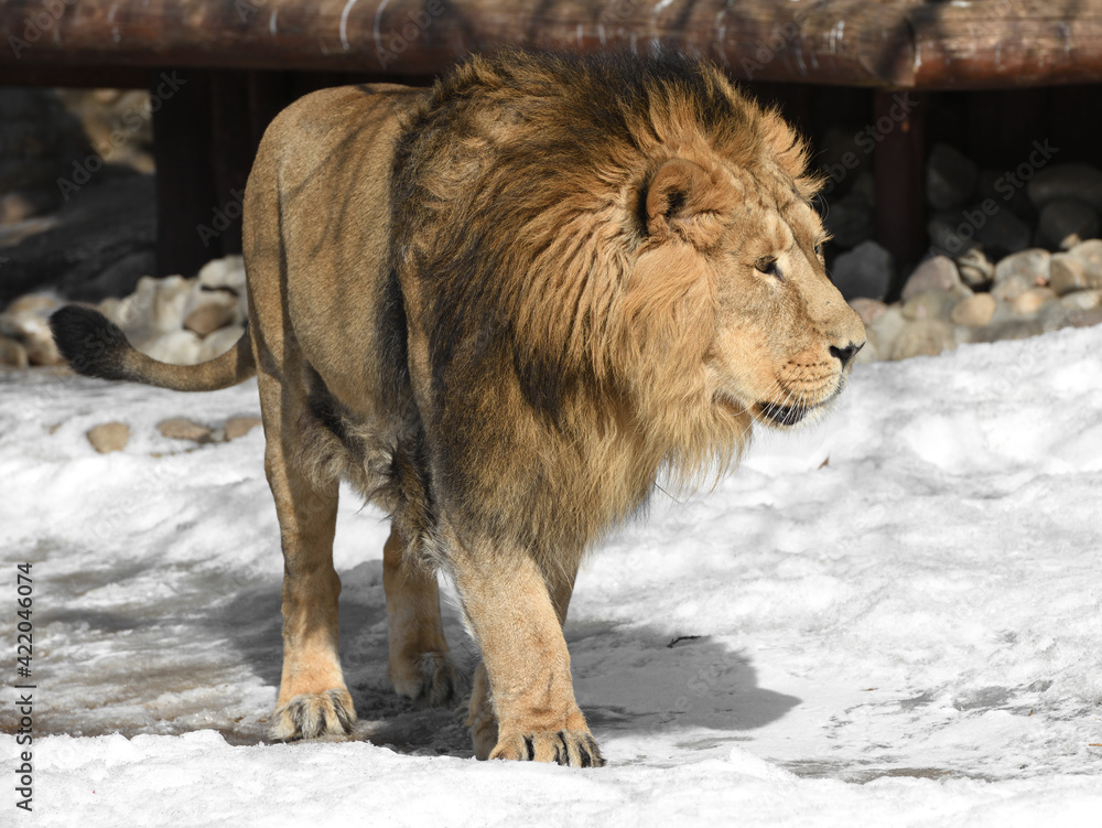 Obraz na plátně Beautiful and formidable Asiatic lion (Panthera leo persica) goes on snow in win