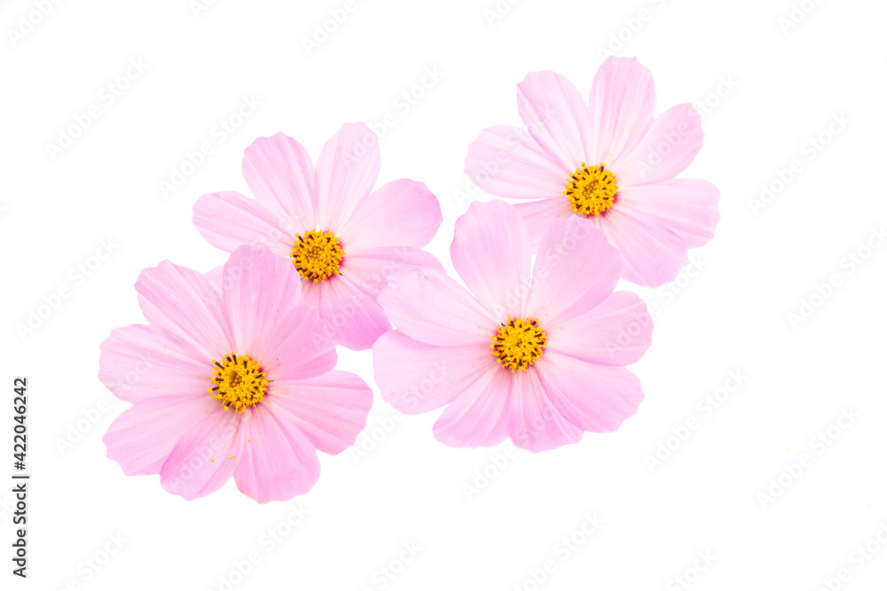 kosmeya flower isolated kosmeya flower isolated