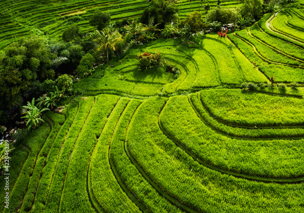Aerial view of rice terraces. Landscape with drone. Agricultural landscape from the air. Rice terraces in the summer. Jatiluwih rise terrace, Bali, Indonesia. Travel and vacation image