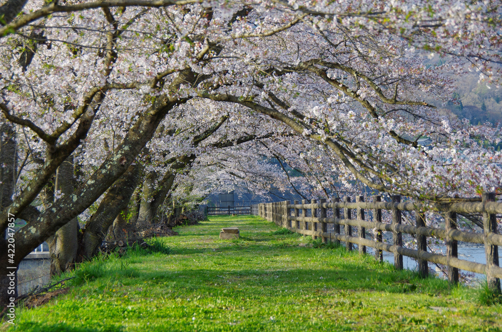 桜並木のトンネル 桜並木のトンネル
