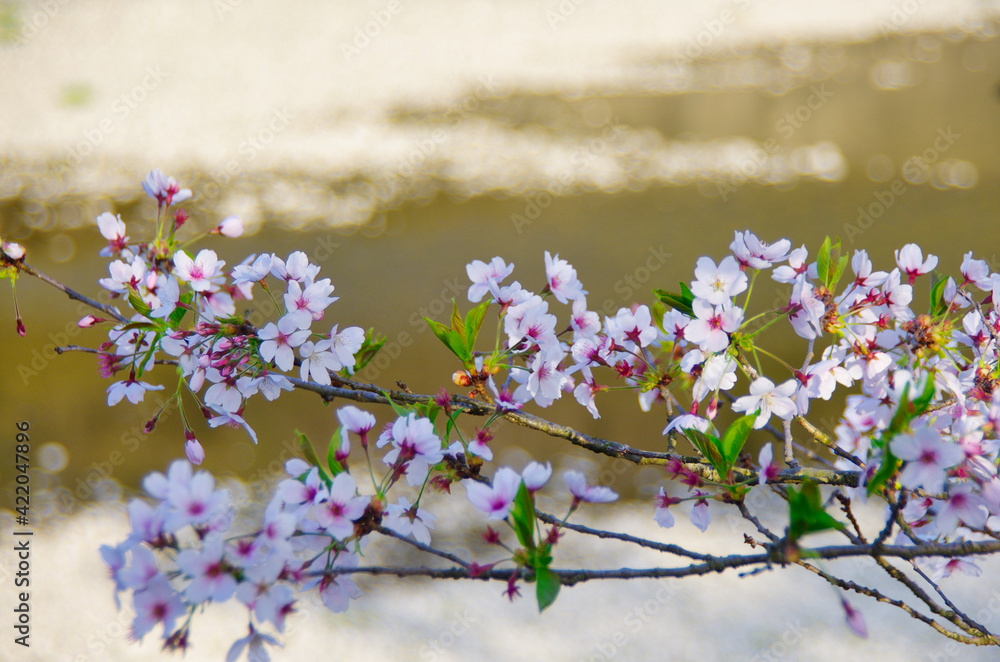 夕日の川べりで咲く桜
