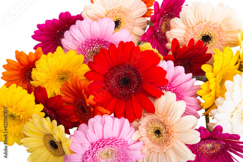 multicolored gerbera isolated