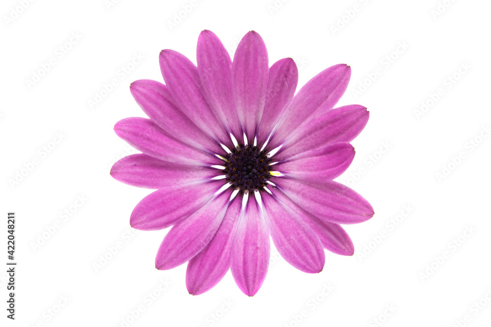 Osteosperumum Flower Daisy Isolated Osteosperumum Flower Daisy Isolated