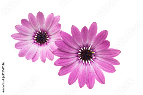 Osteosperumum Flower Daisy Isolated