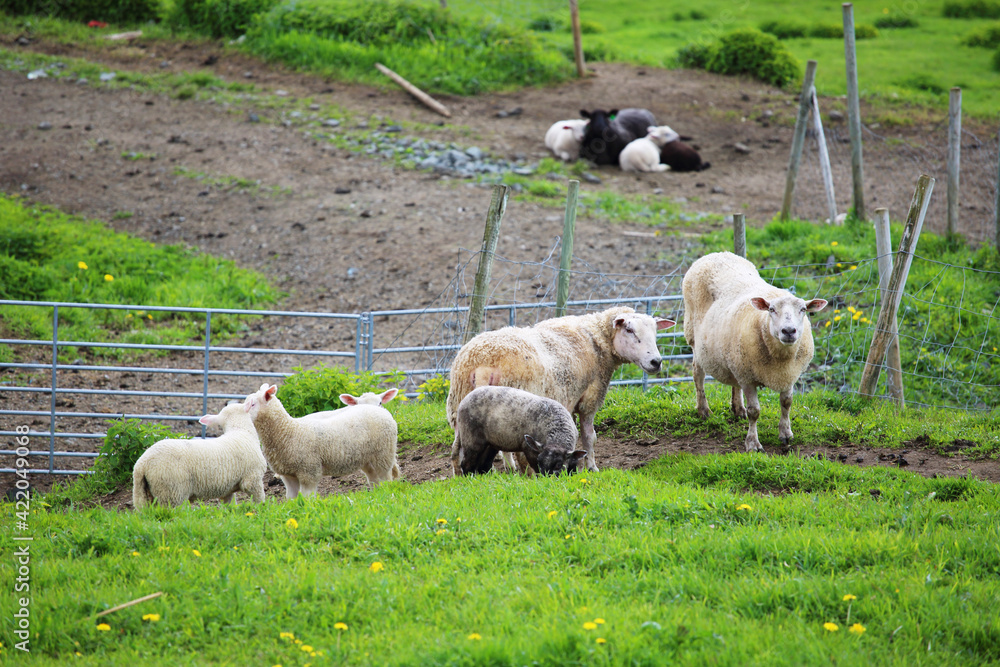 Fototapeta premium Norway farm sheep lambs