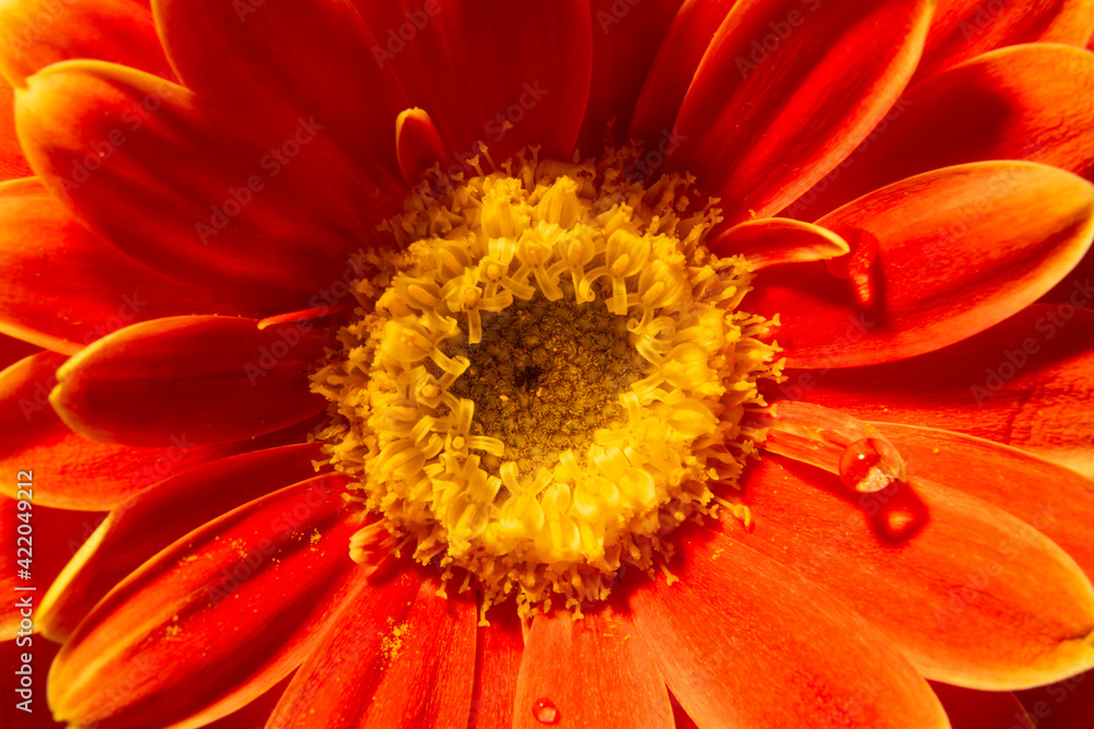 red flower macro red flower macro