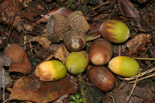 Eicheln der Traubeneiche, Quercus petraea photo