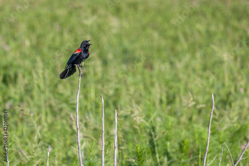 Red Winged Blackbird at Merritt Island, Florida