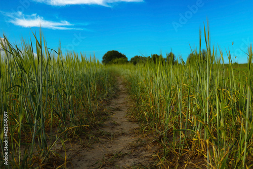 Green field of wheat or barley. Rural landscape. © Dzmitry