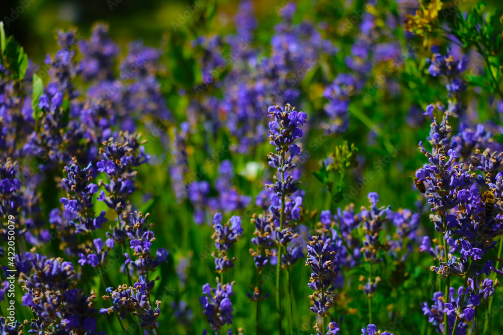 Fototapeta premium Blooming fragrant lavender on a sunny summer day.