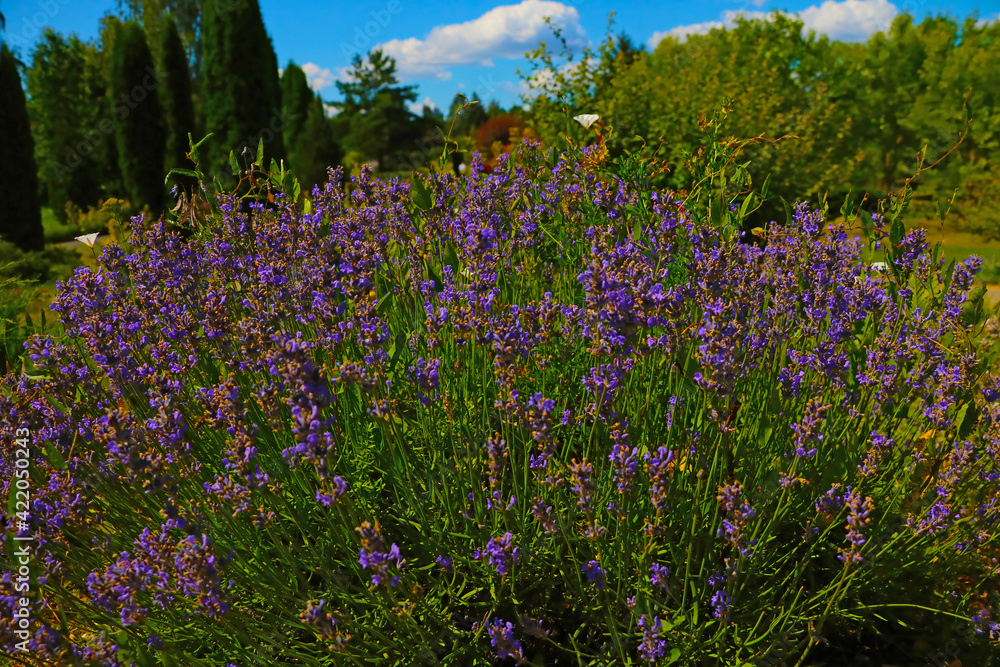 Blooming fragrant lavender on a sunny summer day.