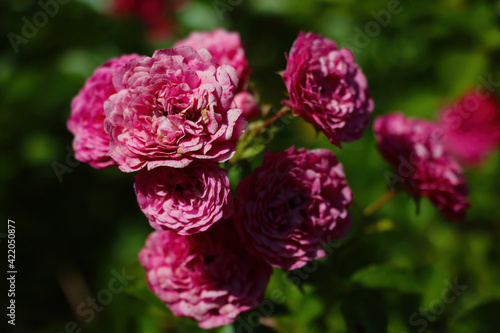 Fototapeta Naklejka Na Ścianę i Meble -  Blooming roses in the garden in spring.