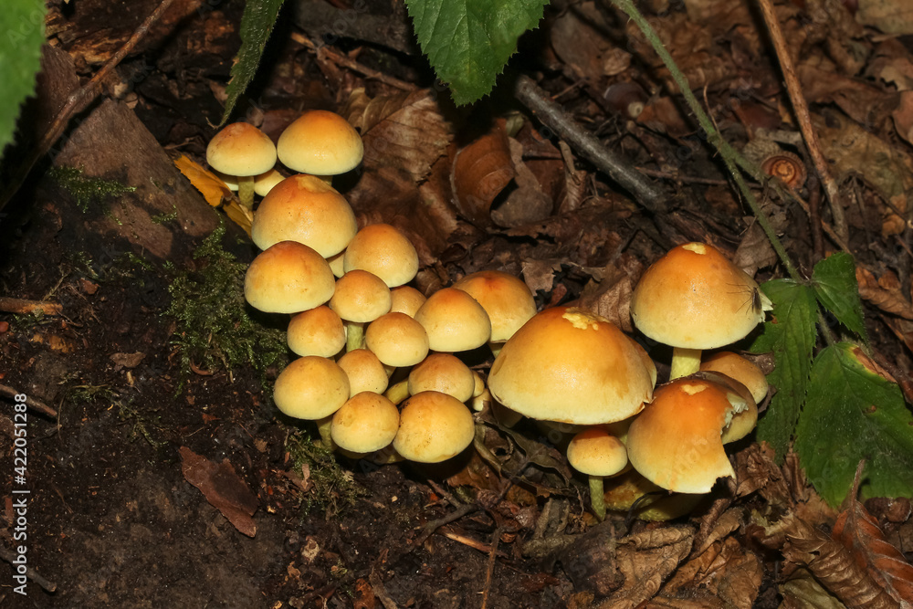 Pilz Rauchblättriger Schwefelkopf, Hypholoma capnoides Pilz Rauchblättriger Schwefelkopf, Hypholoma capnoides