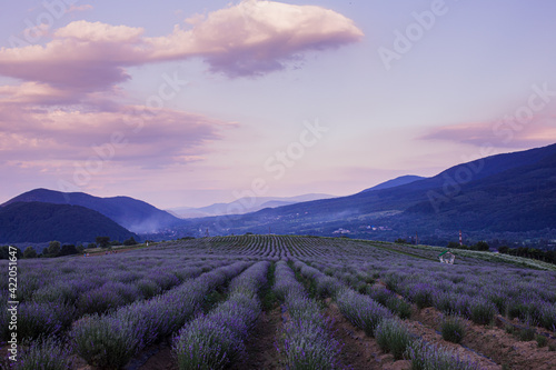 The plantation where wonderful lavender is grown