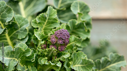 Purple sprouting broccoli growing in kitchen garden allotment photo